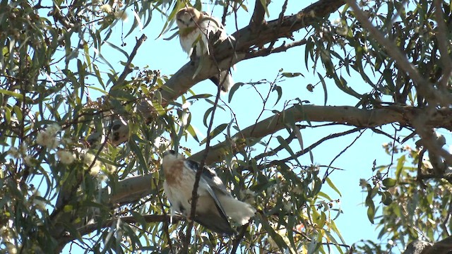 Black-shouldered Kite - ML643167486