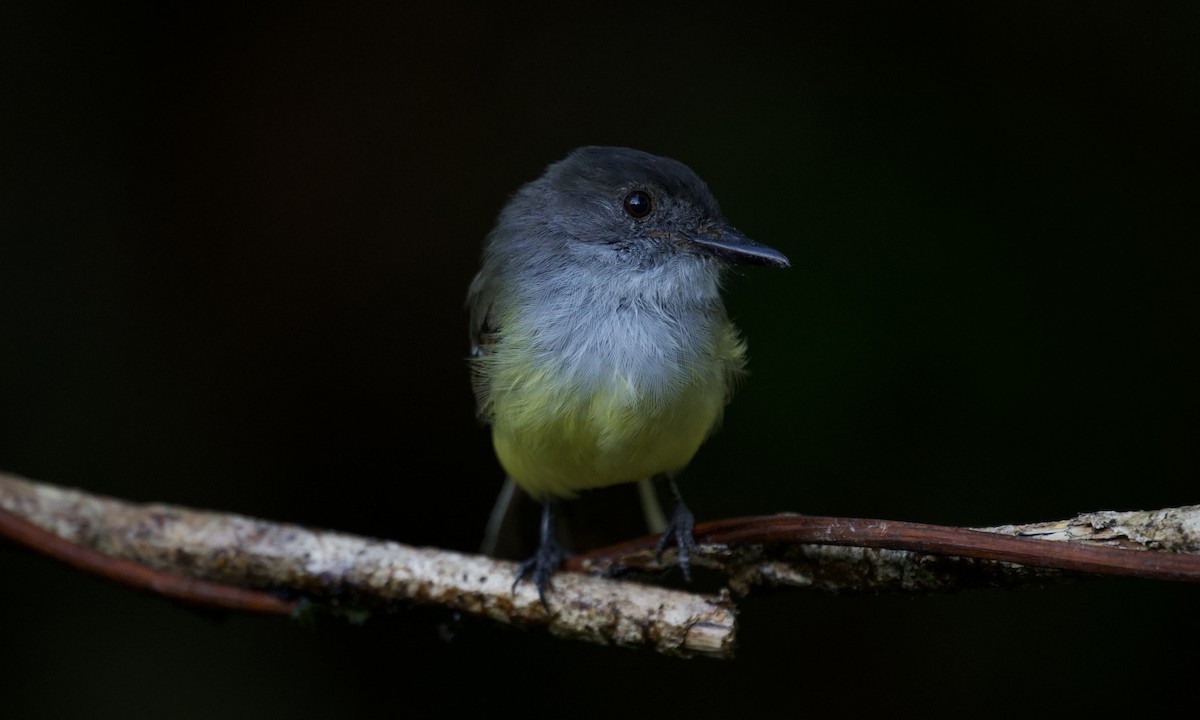 Dusky-capped Flycatcher - ML643167490