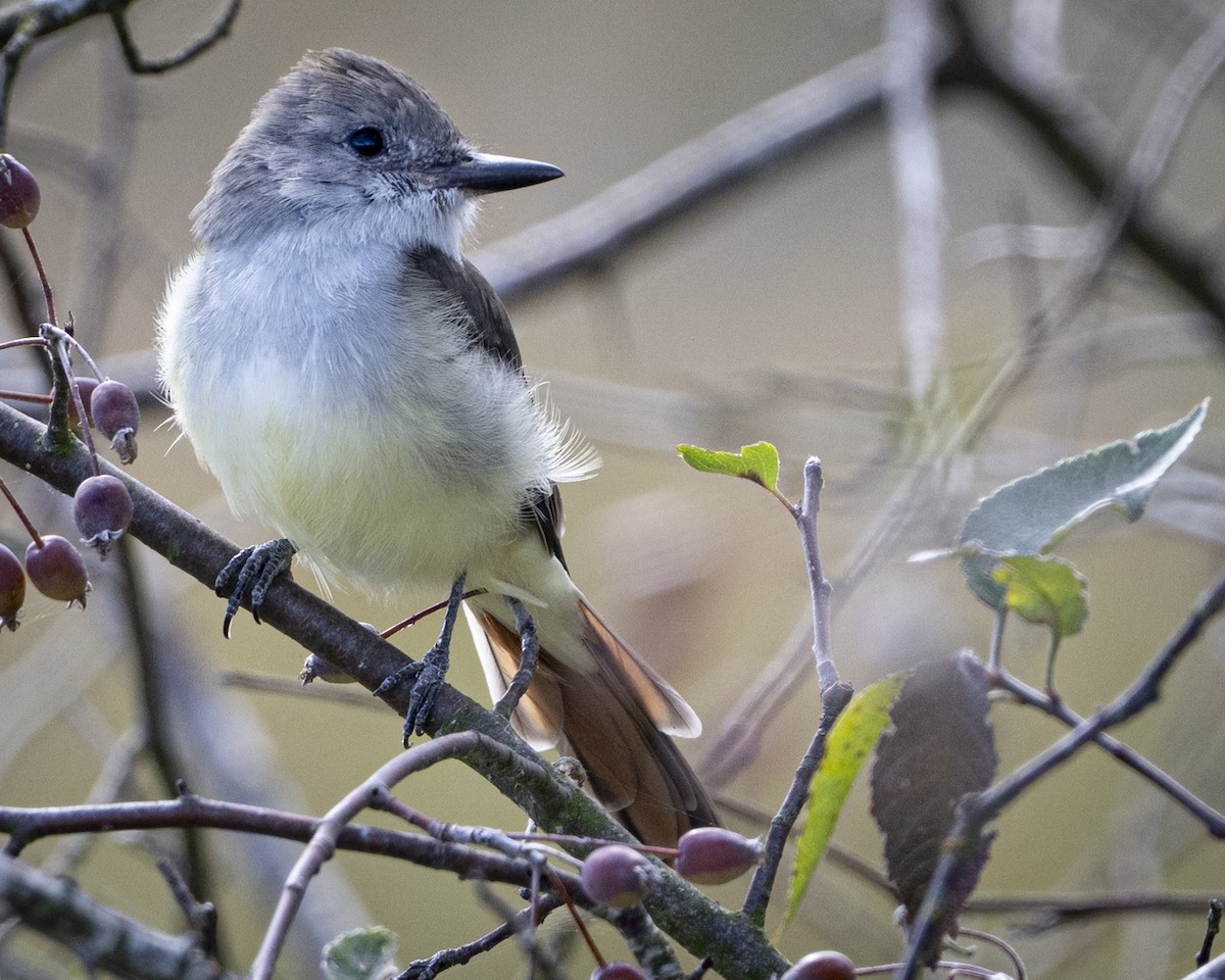 Ash-throated Flycatcher - ML643167505