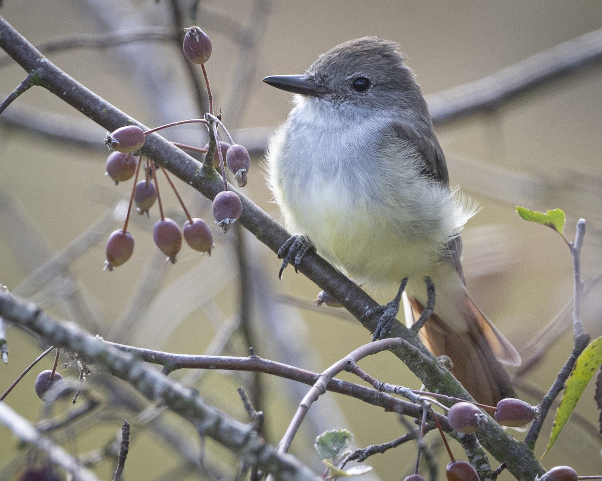 Ash-throated Flycatcher - ML643167506