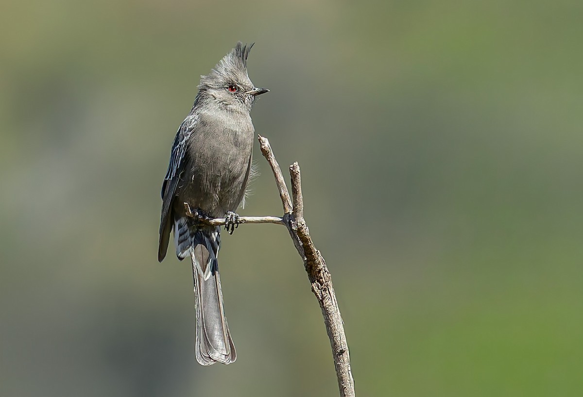 Чубак чорний - ML643167525