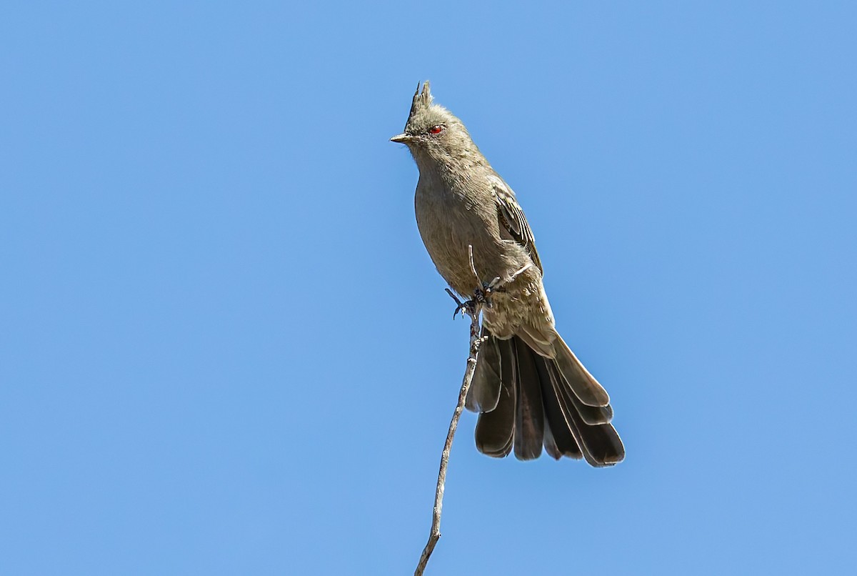 Чубак чорний - ML643167532