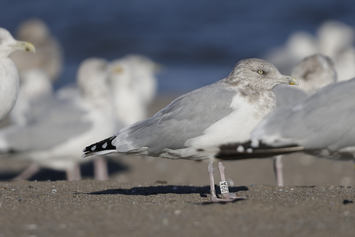 American Herring Gull - ML643167535