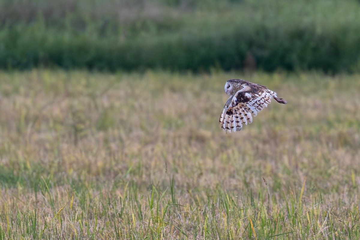 Lechuza Patilarga - ML643167537