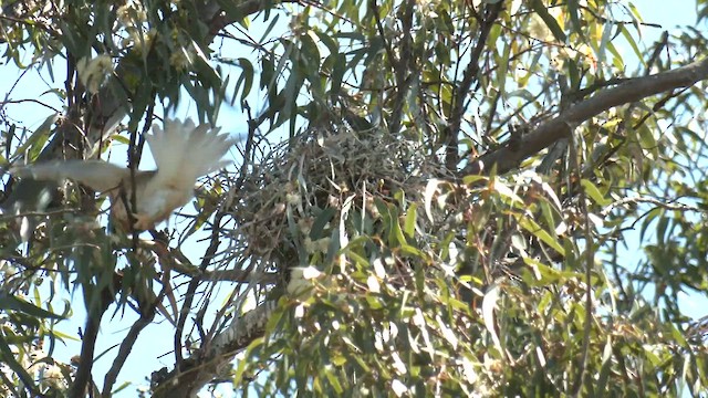Black-shouldered Kite - ML643167556