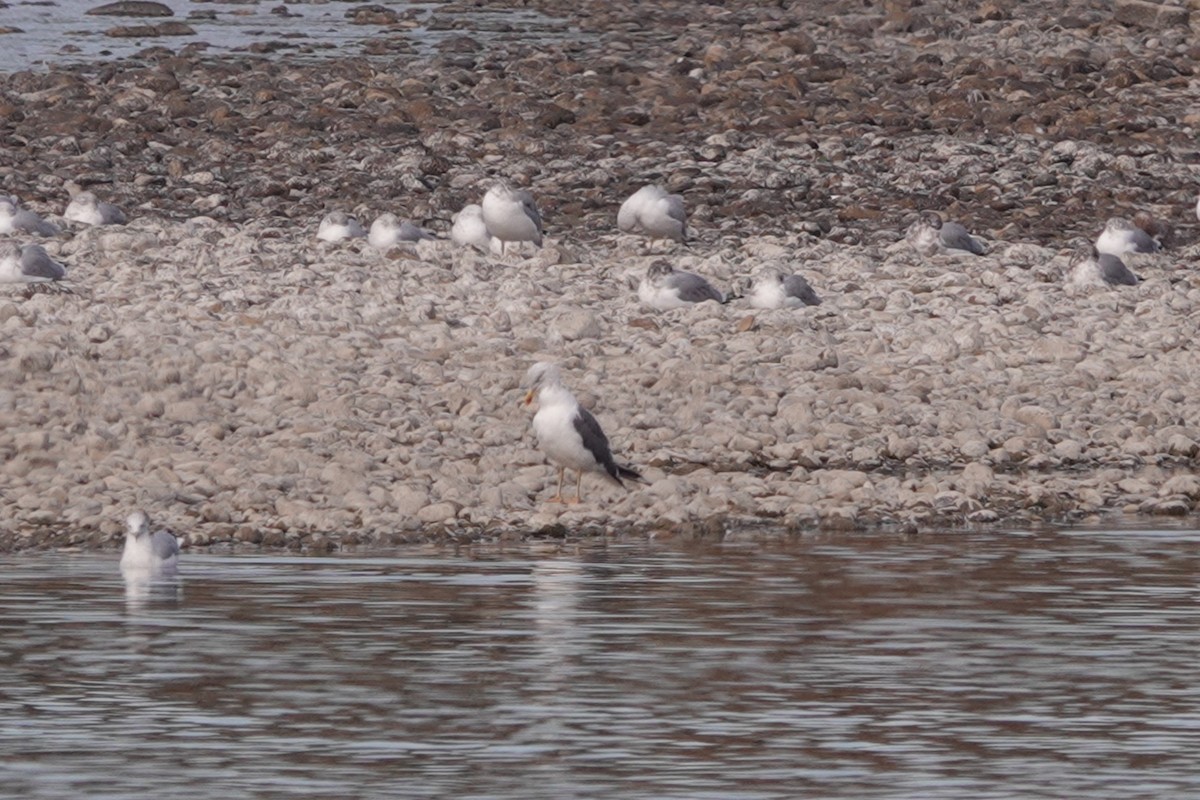 Kaio iluna - ML643167575