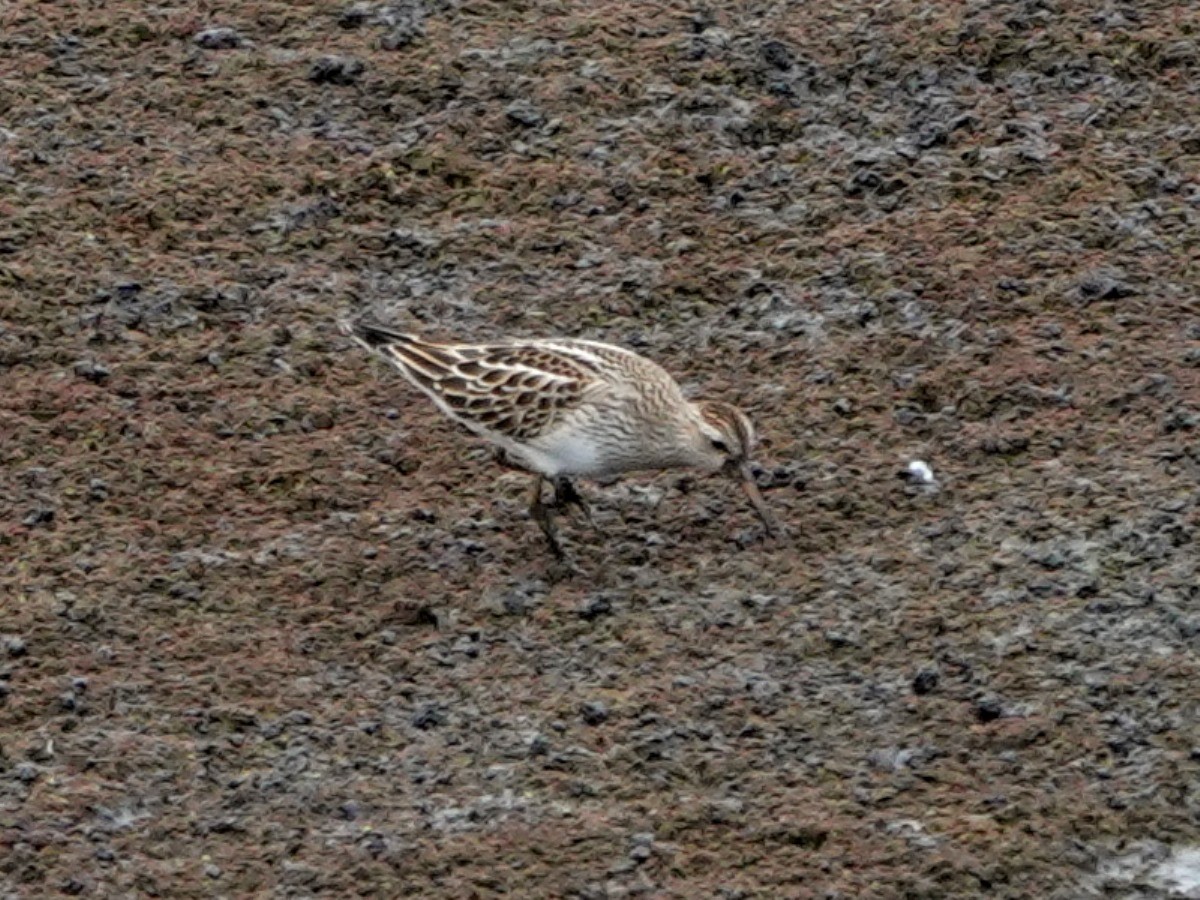 Txirri pektorala - ML643167576