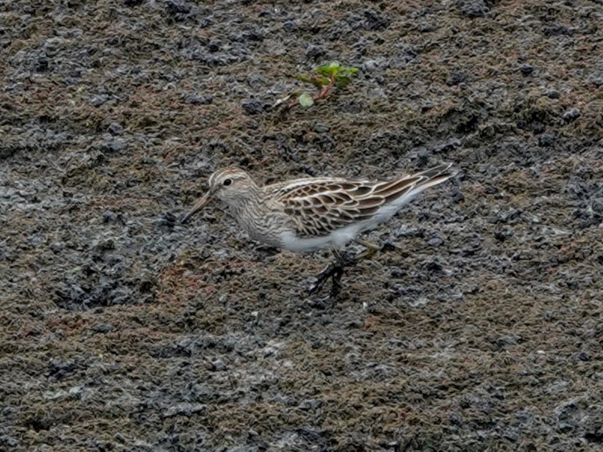 Txirri pektorala - ML643167578