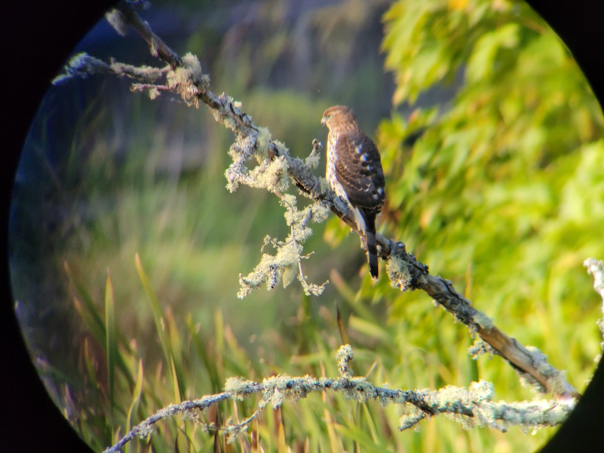Cooper's Hawk - ML643167580