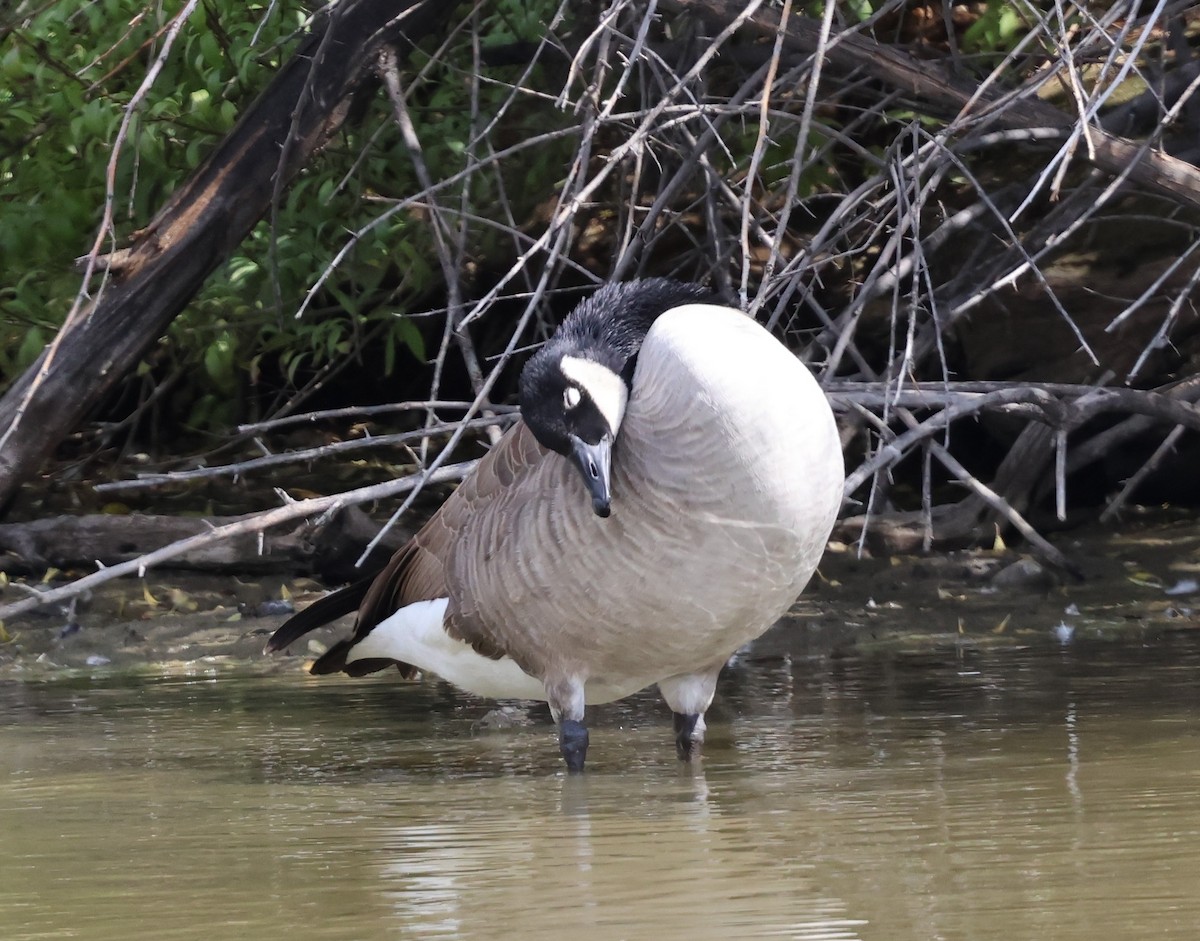 Branta kanadar handia - ML643167582