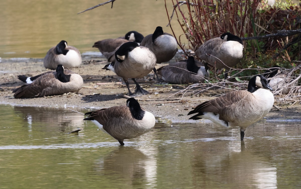 Branta kanadar handia - ML643167583