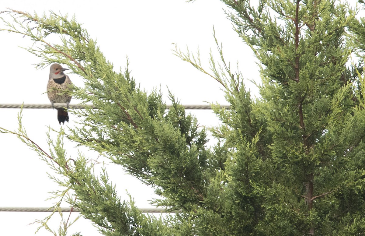 Northern Flicker (Red-shafted) - ML643167585