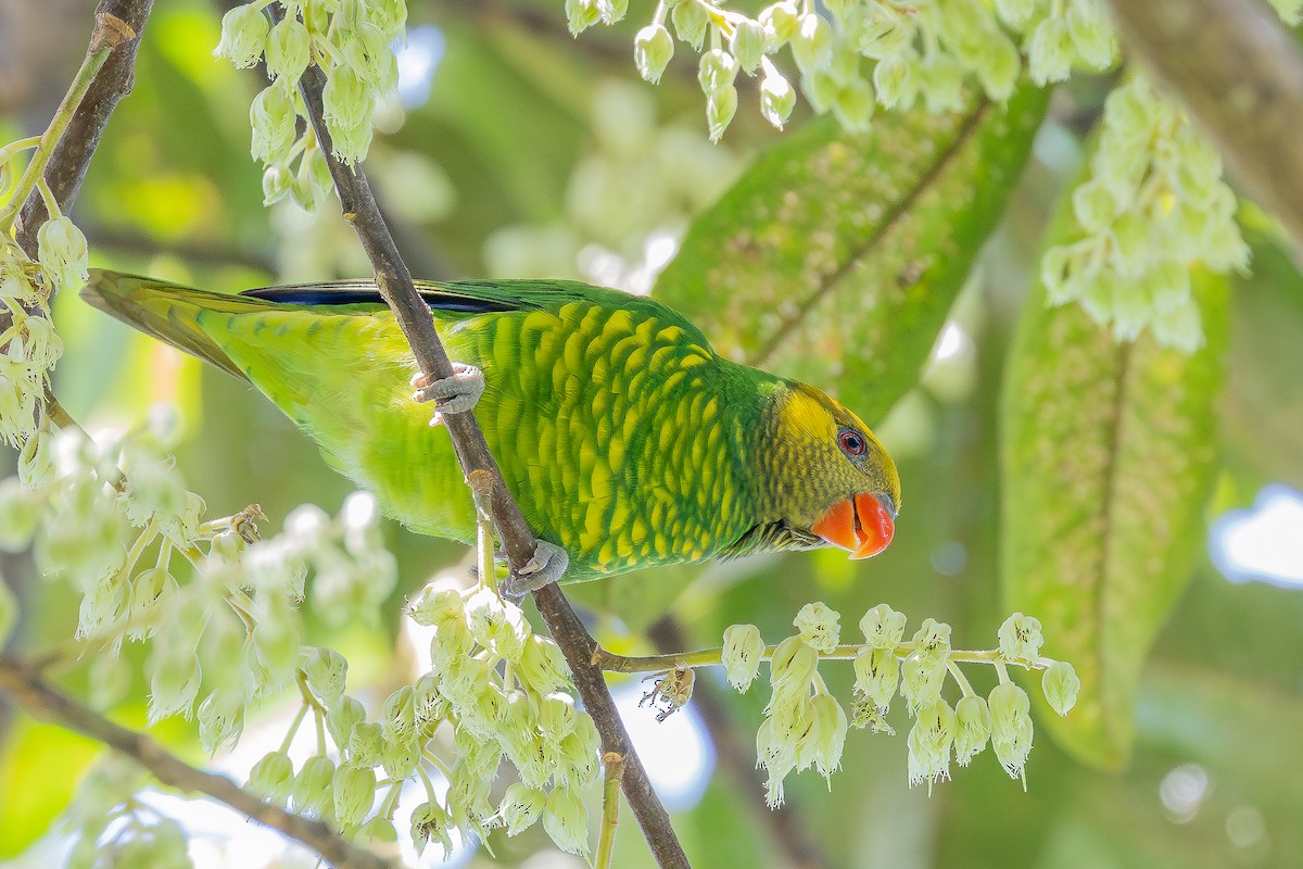 Yellow-cheeked Lorikeet - ML643167586