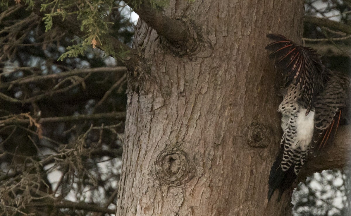 Northern Flicker (Red-shafted) - ML643167587