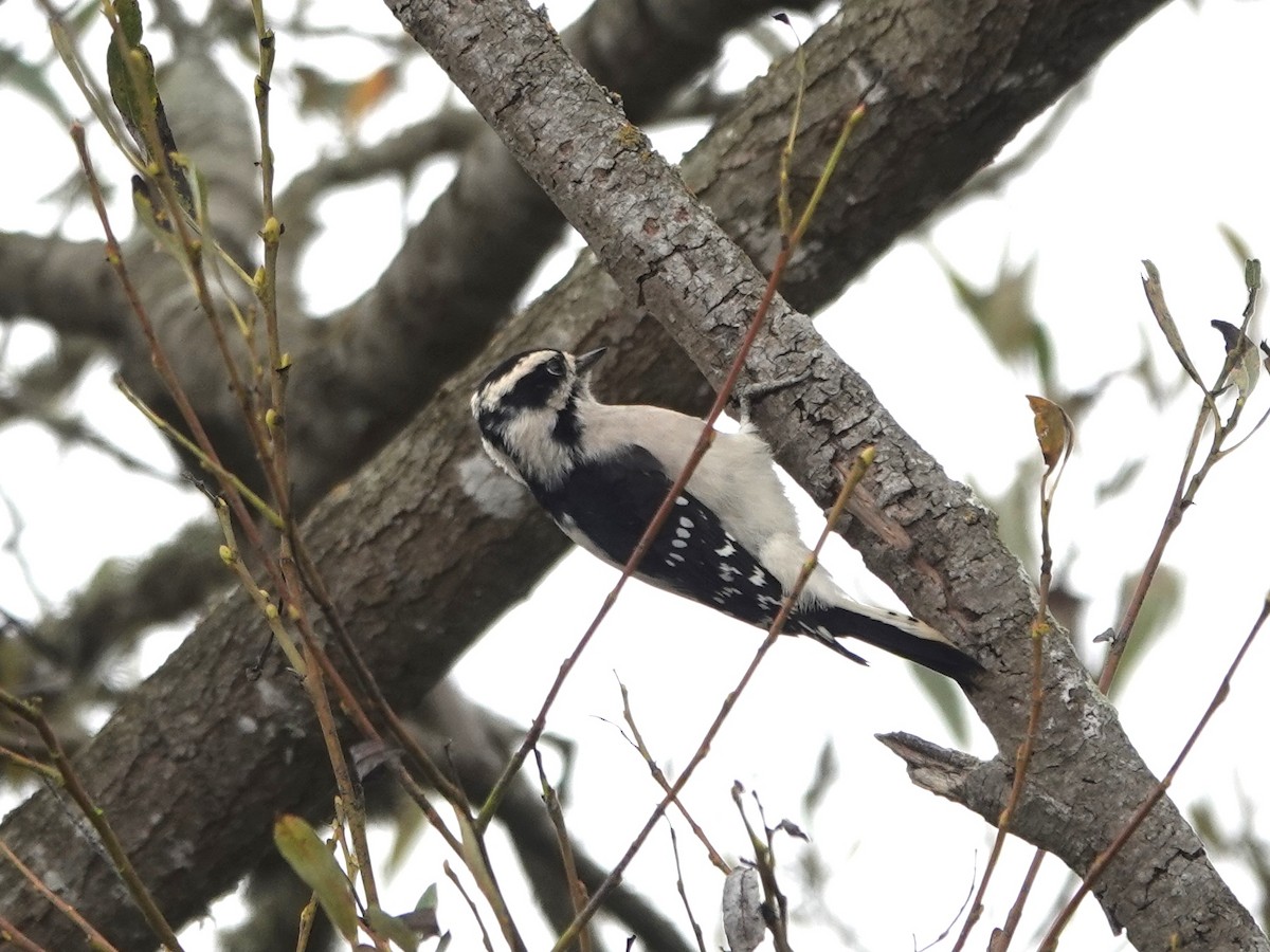 Downy Woodpecker - ML643167588