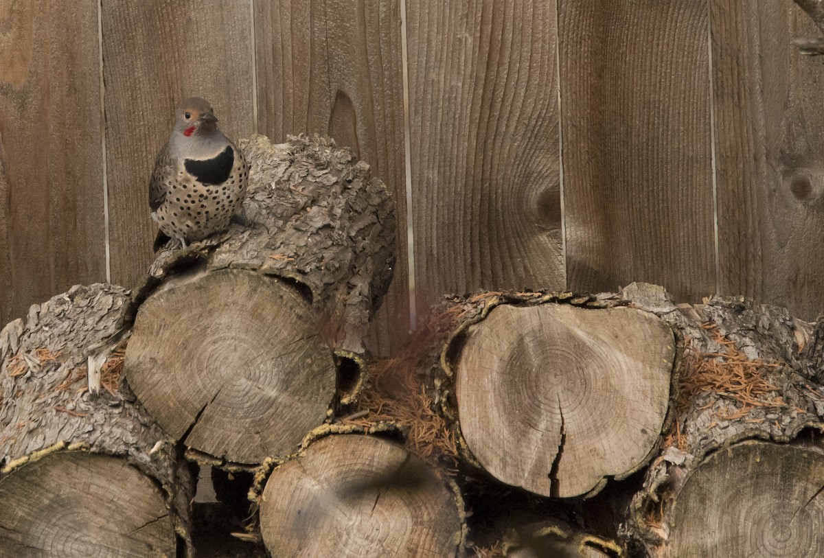 Northern Flicker (Red-shafted) - ML643167589
