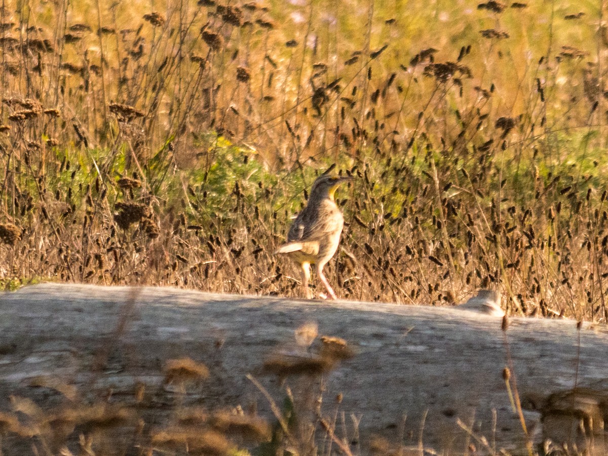 Western Meadowlark - ML643167591