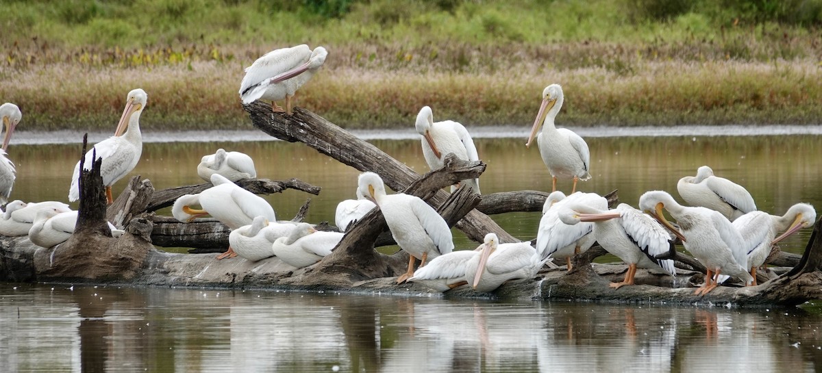 American White Pelican - ML643167592