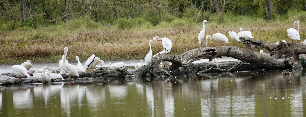 American White Pelican - ML643167593