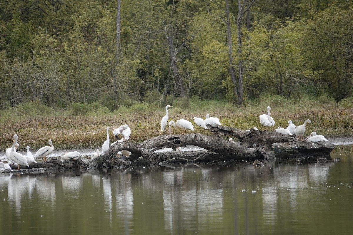 American White Pelican - ML643167594