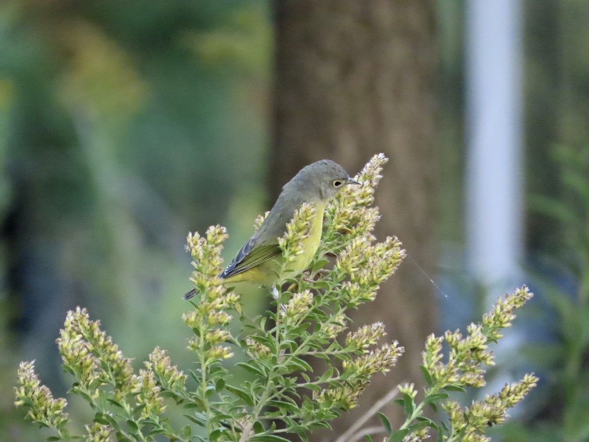 Nashville Warbler - ML643167595