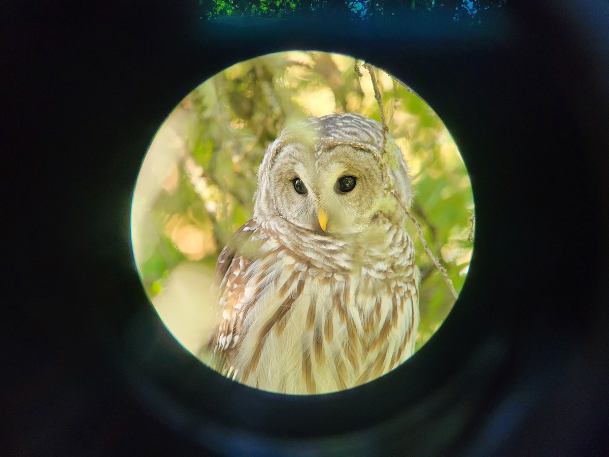 Barred Owl - ML643167596