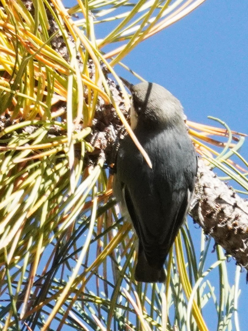 Pygmy Nuthatch - ML643167598