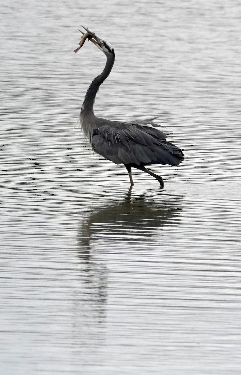 Great Blue Heron (Great Blue) - ML643167599