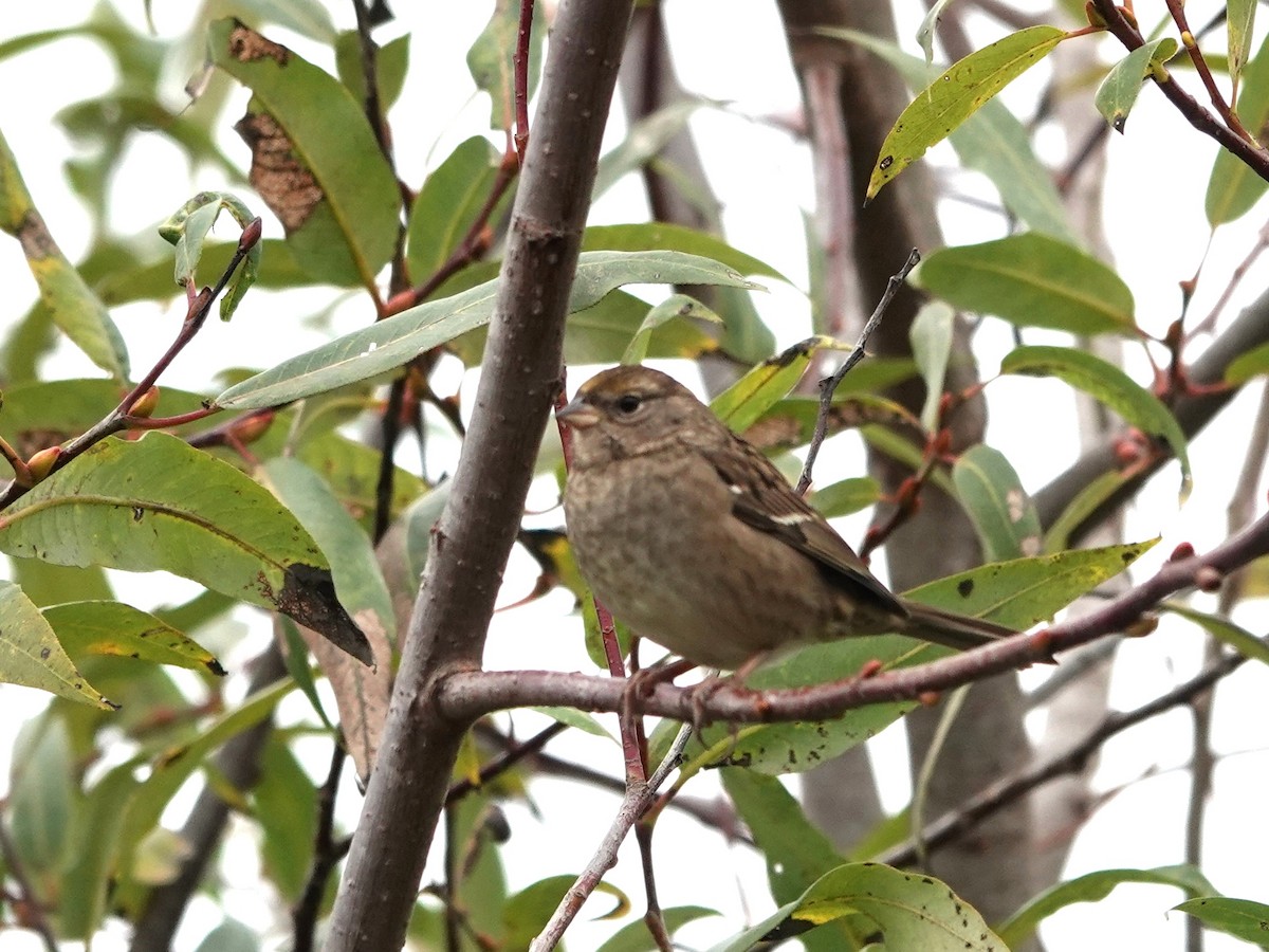 Golden-crowned Sparrow - ML643167604