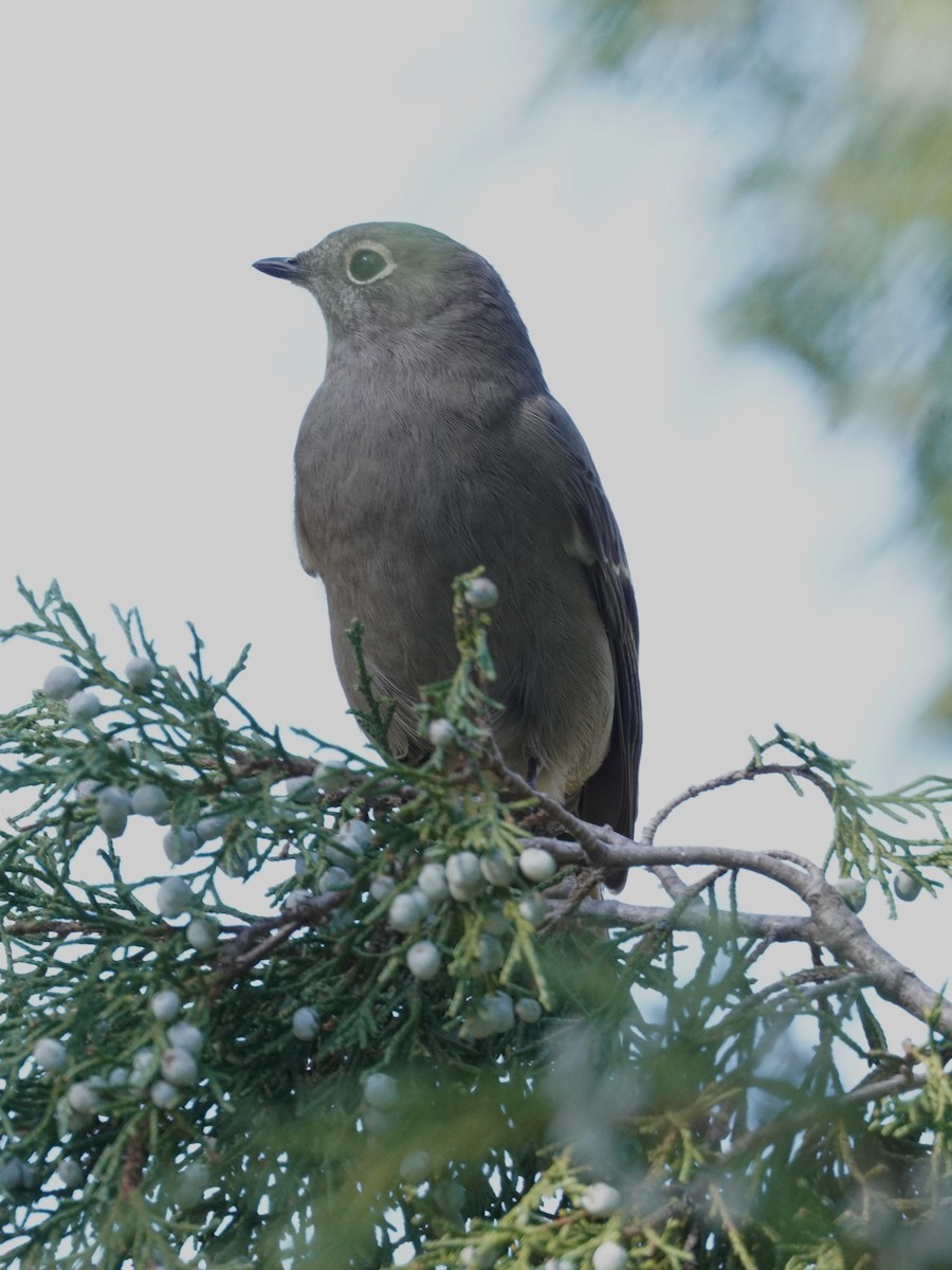 Townsend's Solitaire - ML643167635