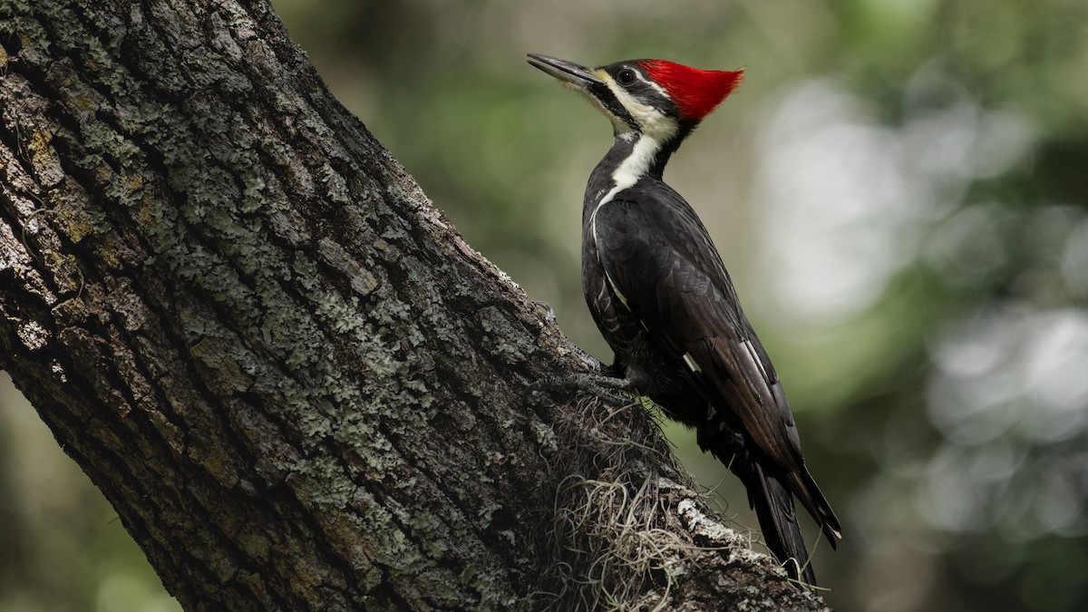 Pileated Woodpecker - ML643167645