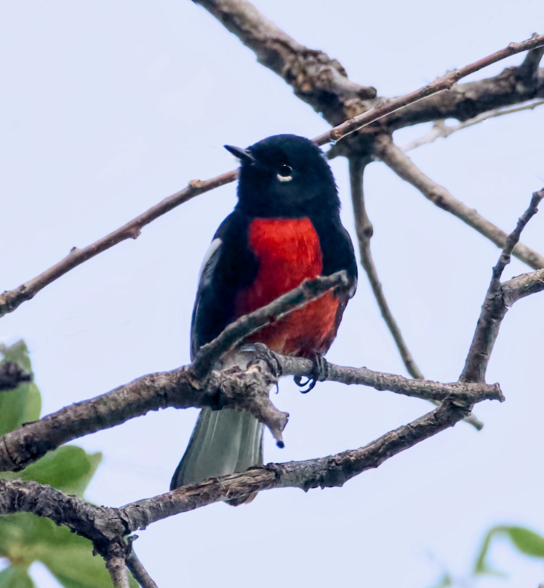 Painted Redstart - ML643167647