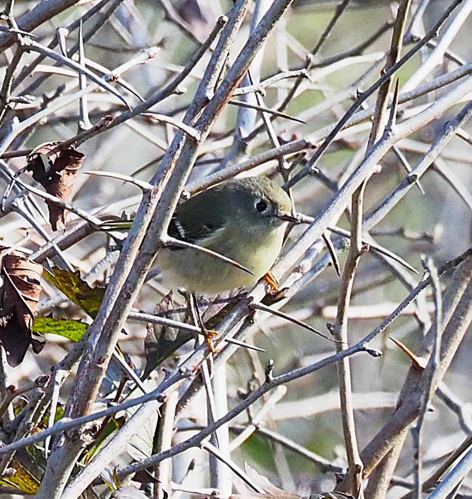 Ruby-crowned Kinglet - ML643167649