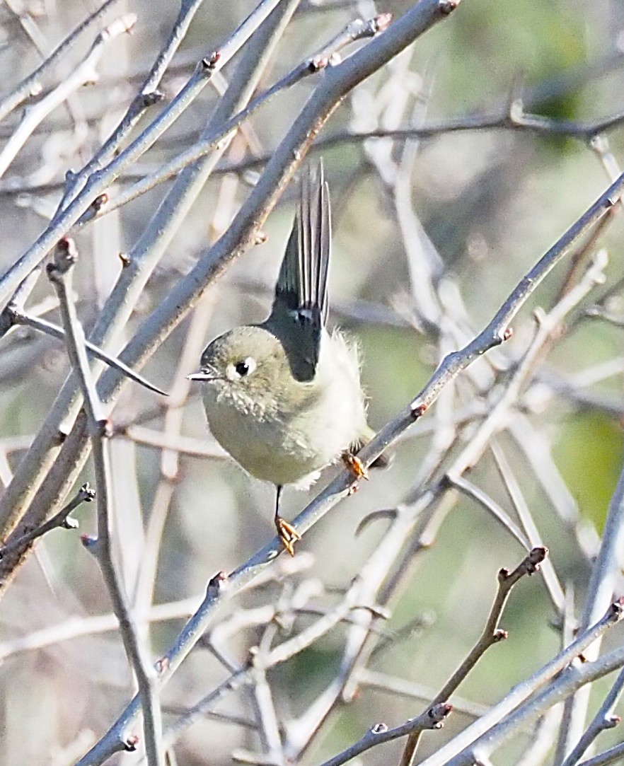 Ruby-crowned Kinglet - ML643167651