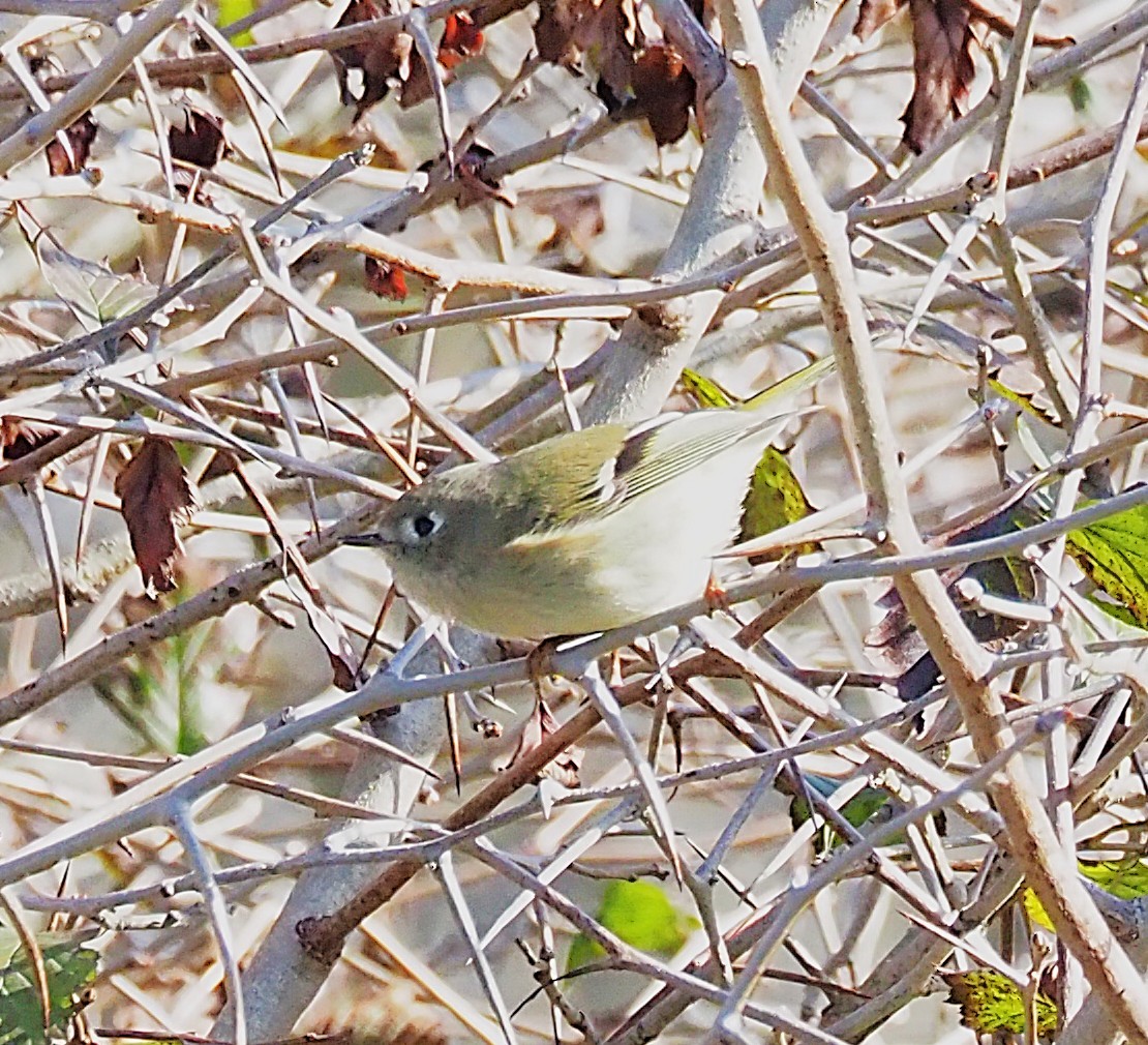 Ruby-crowned Kinglet - ML643167652