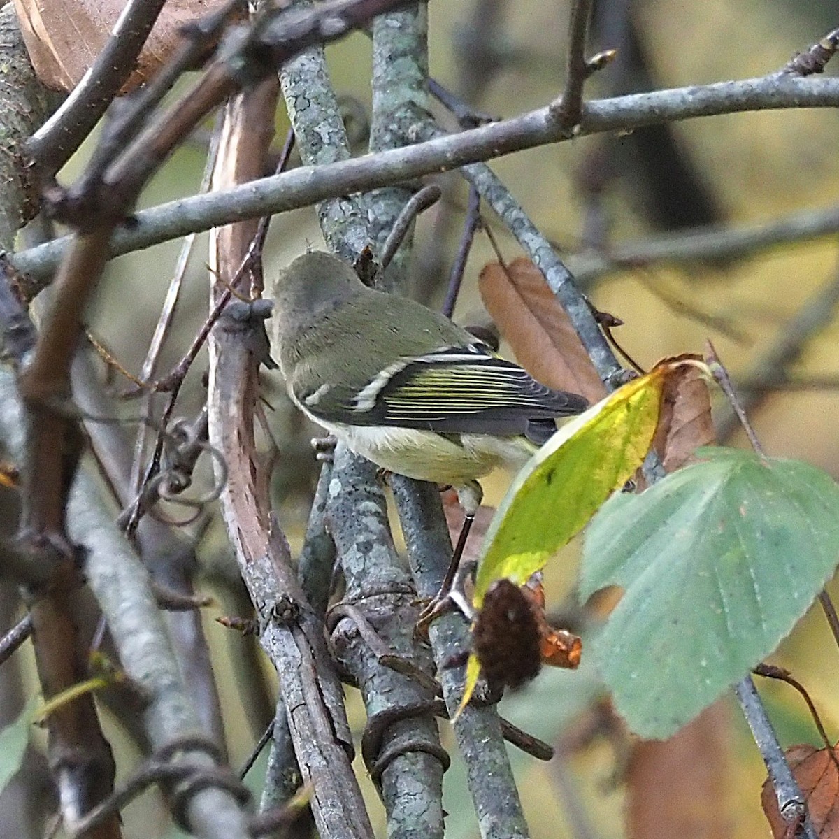 Ruby-crowned Kinglet - ML643167653