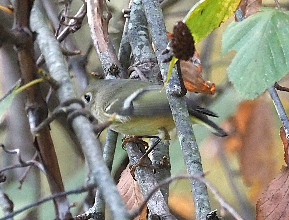 Ruby-crowned Kinglet - ML643167654