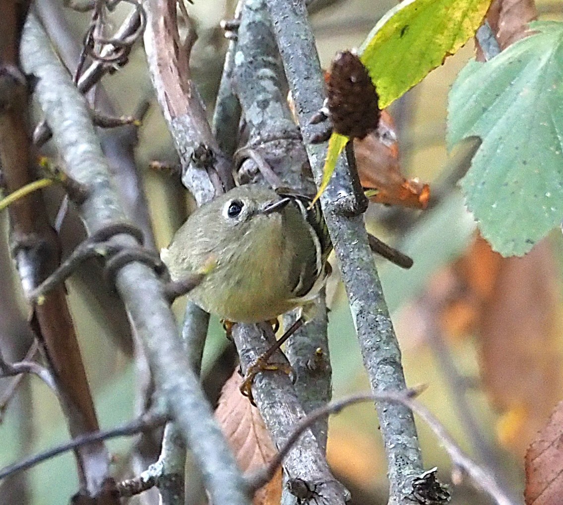 Ruby-crowned Kinglet - ML643167655