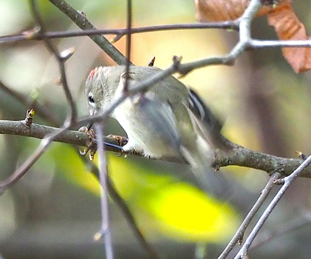 Ruby-crowned Kinglet - ML643167656
