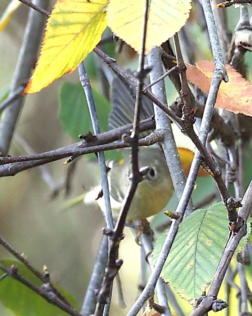 Ruby-crowned Kinglet - ML643167657
