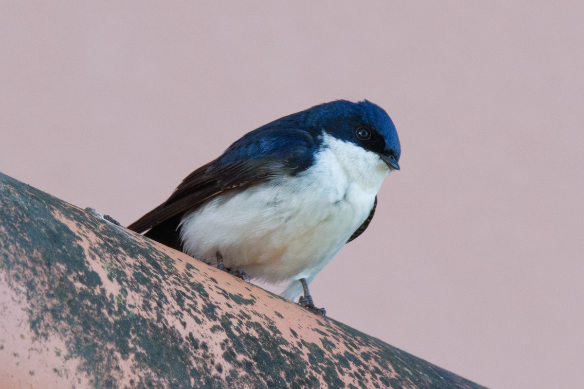 Blue-and-white Swallow - ML643167674