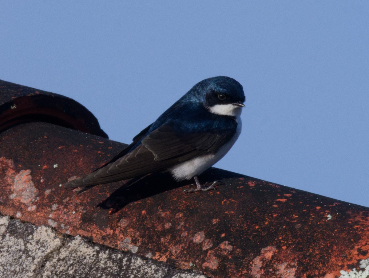 Blue-and-white Swallow - ML643167675