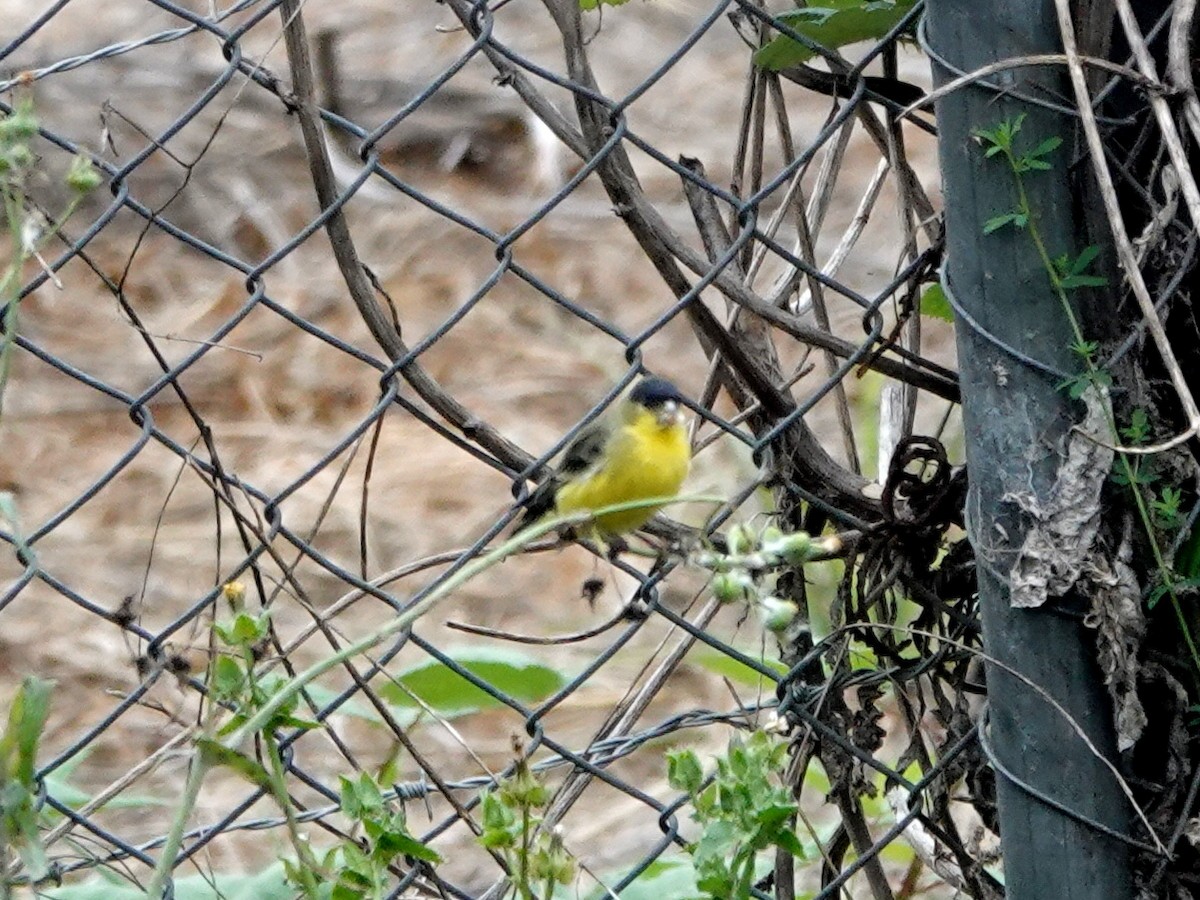 Lesser Goldfinch - ML643167676