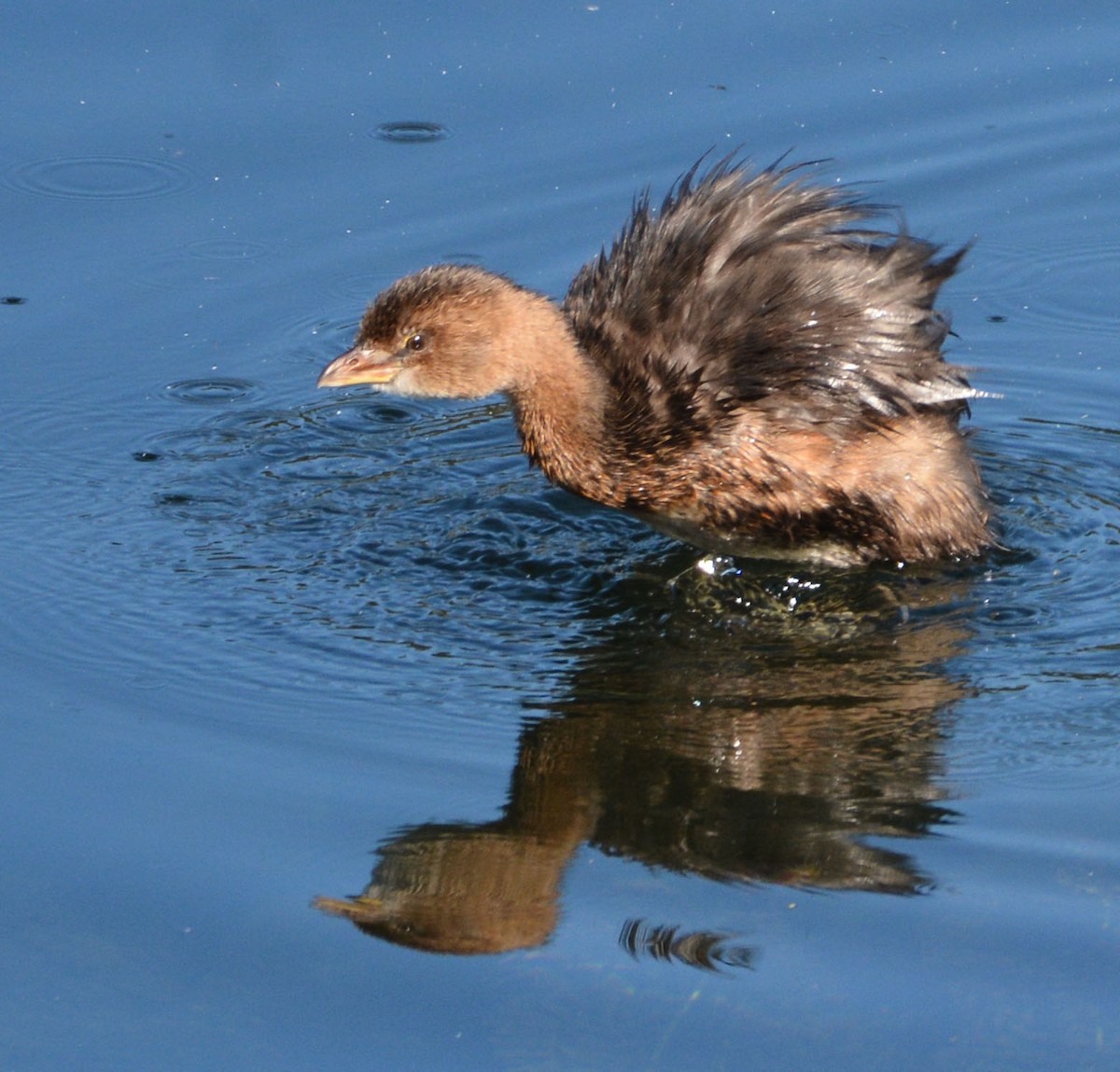 Pied-billed Grebe - ML643167677