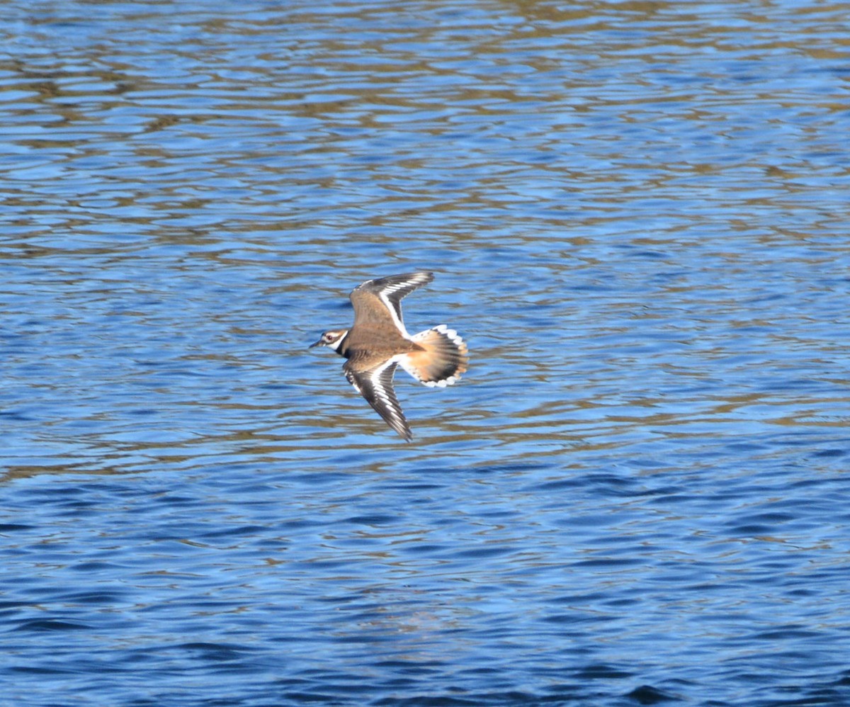 Killdeer - ML643167678