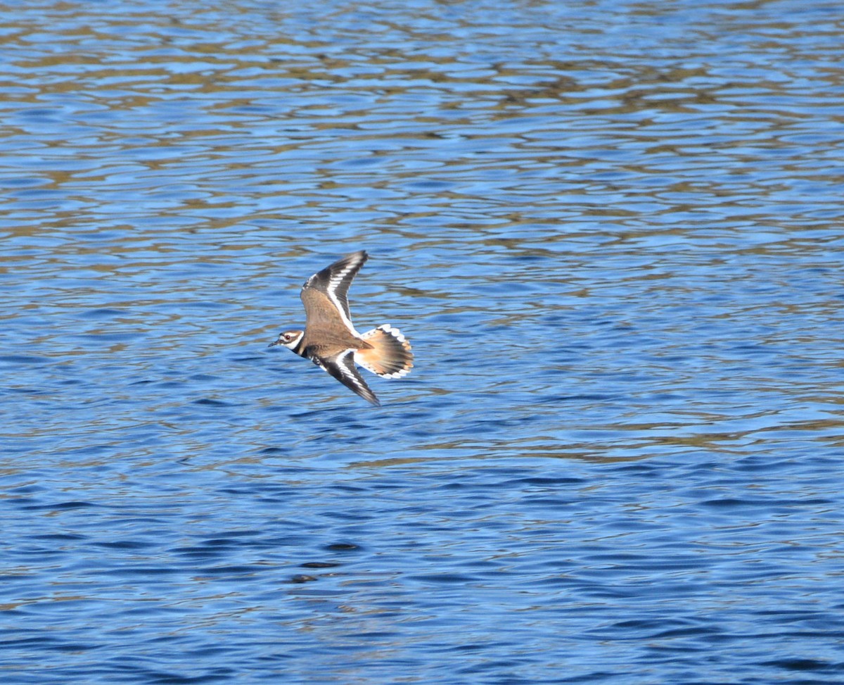Pied-billed Grebe - ML643167679