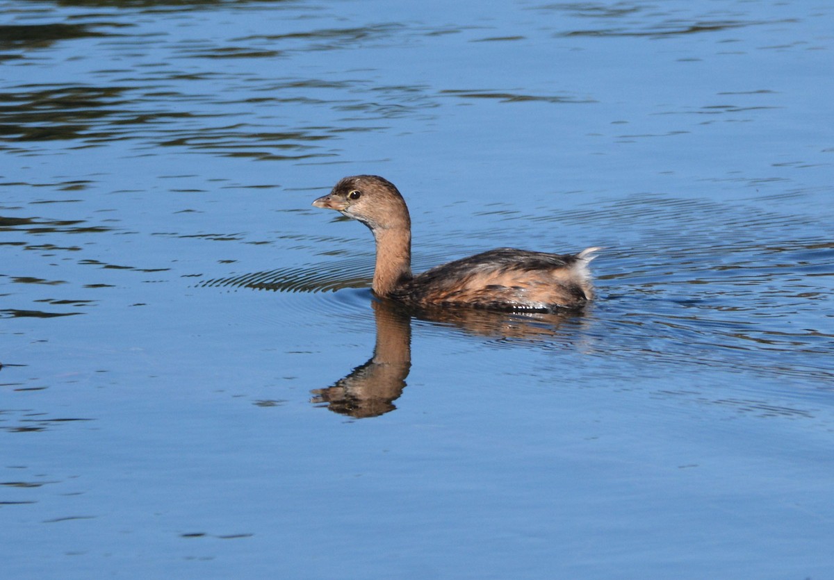 Pied-billed Grebe - ML643167680