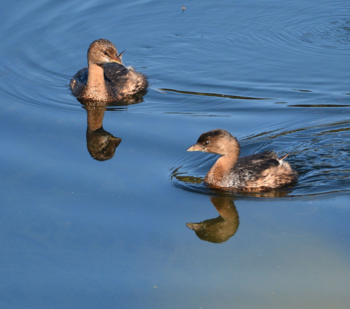 Pied-billed Grebe - ML643167681