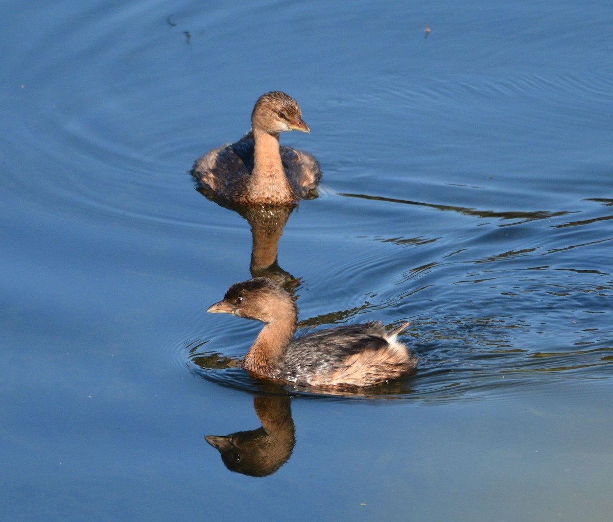 Pied-billed Grebe - ML643167682