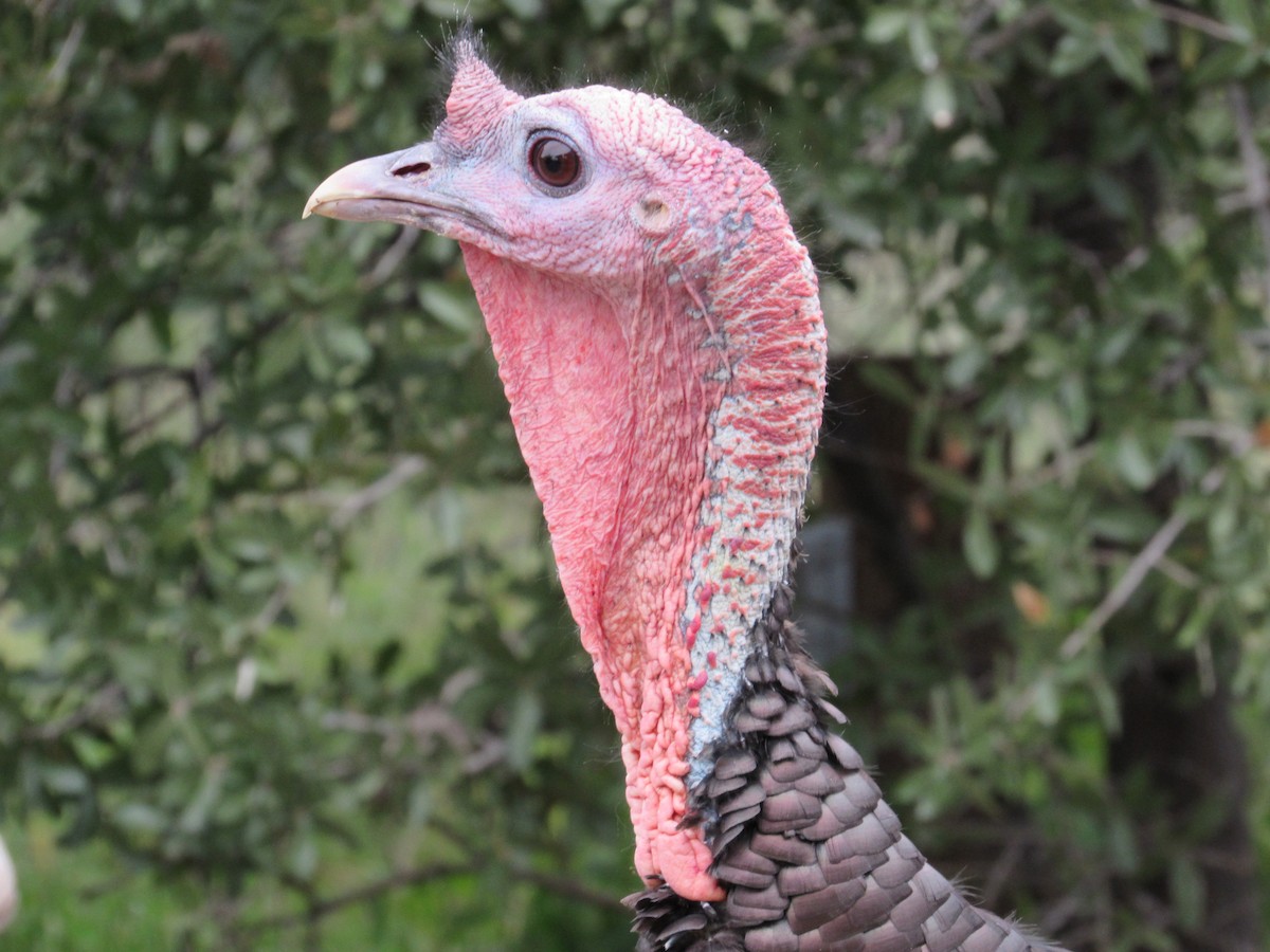 Wild Turkey - ML643167683